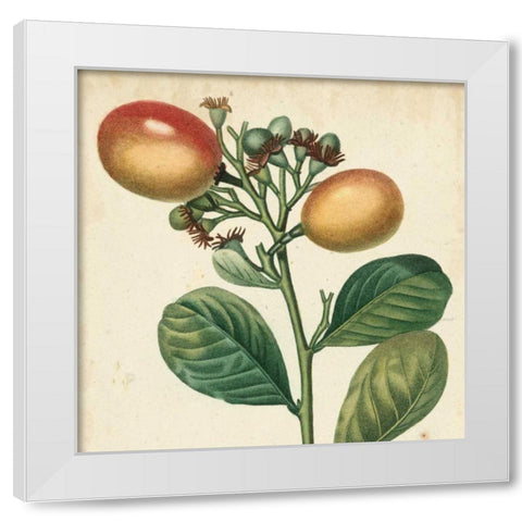 Garden Bounty I White Modern Wood Framed Art Print by Vision Studio