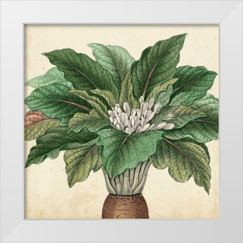 Garden Bounty V White Modern Wood Framed Art Print by Vision Studio