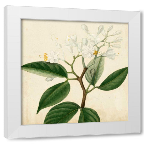Garden Bounty VI White Modern Wood Framed Art Print by Vision Studio