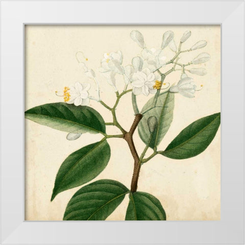 Garden Bounty VI White Modern Wood Framed Art Print by Vision Studio