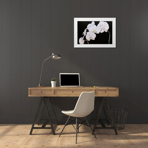 Dramatic Orchids I White Modern Wood Framed Art Print by Iafrate, Sandra