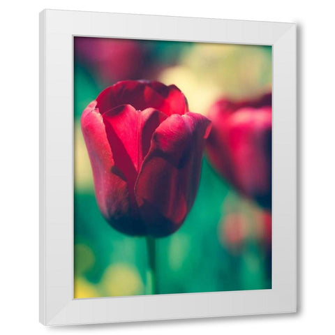 Tulip Sway I White Modern Wood Framed Art Print by Quintero, Sonja