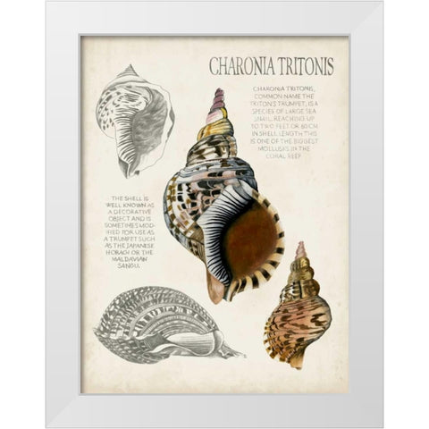 Seashell Field Notes I White Modern Wood Framed Art Print by McCavitt, Naomi