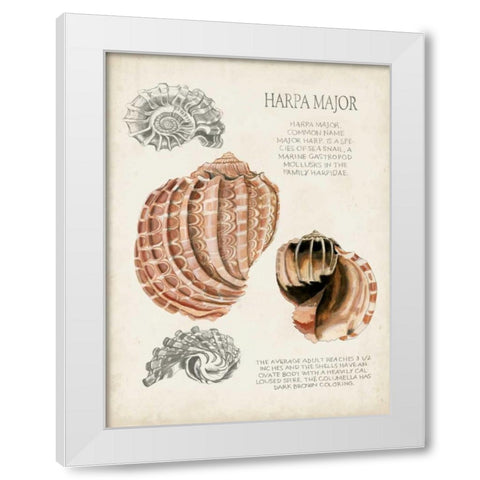 Seashell Field Notes II White Modern Wood Framed Art Print by McCavitt, Naomi