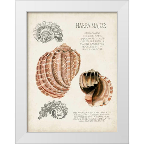 Seashell Field Notes II White Modern Wood Framed Art Print by McCavitt, Naomi