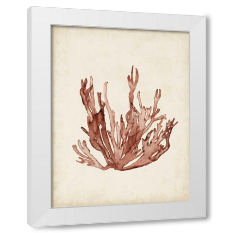 Seaweed Specimens VII White Modern Wood Framed Art Print by McCavitt, Naomi