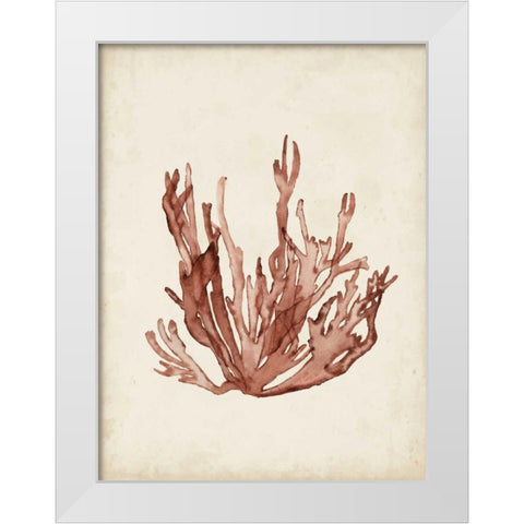 Seaweed Specimens VII White Modern Wood Framed Art Print by McCavitt, Naomi