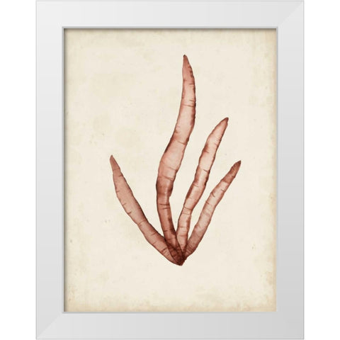 Seaweed Specimens VIII White Modern Wood Framed Art Print by McCavitt, Naomi