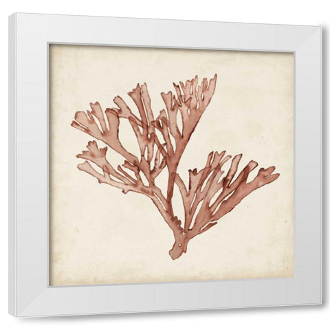 Seaweed Specimens XIII White Modern Wood Framed Art Print by McCavitt, Naomi