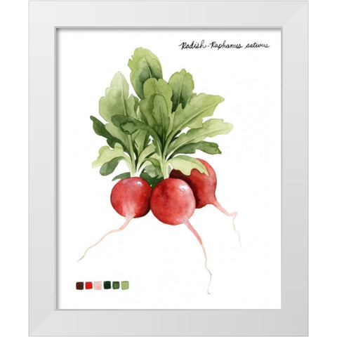 Root Vegetable IV White Modern Wood Framed Art Print by Popp, Grace