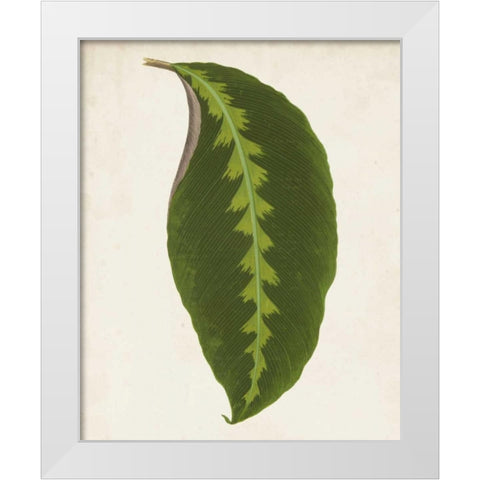 Graphic Leaf I White Modern Wood Framed Art Print by Vision Studio