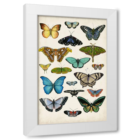 Butterfly Taxonomy I White Modern Wood Framed Art Print by McCavitt, Naomi
