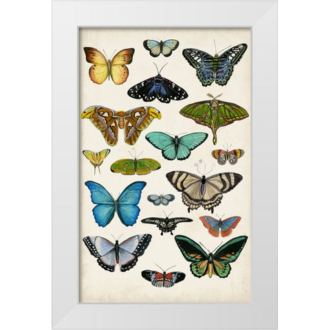 Butterfly Taxonomy I White Modern Wood Framed Art Print by McCavitt, Naomi