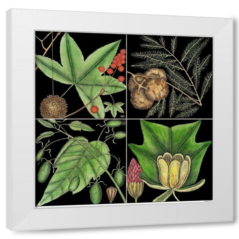 Graphic Botanical Grid III White Modern Wood Framed Art Print by Catesby, Mark