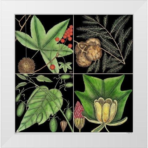 Graphic Botanical Grid III White Modern Wood Framed Art Print by Catesby, Mark