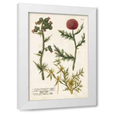 Botanical Varieties II White Modern Wood Framed Art Print by Weinmann