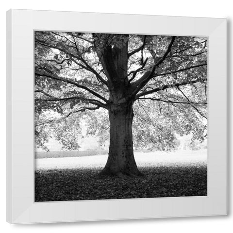 Woodland Tones III White Modern Wood Framed Art Print by Henson, Martin