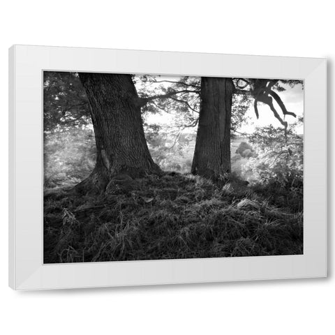 The Mighty Oak White Modern Wood Framed Art Print by Henson, Martin