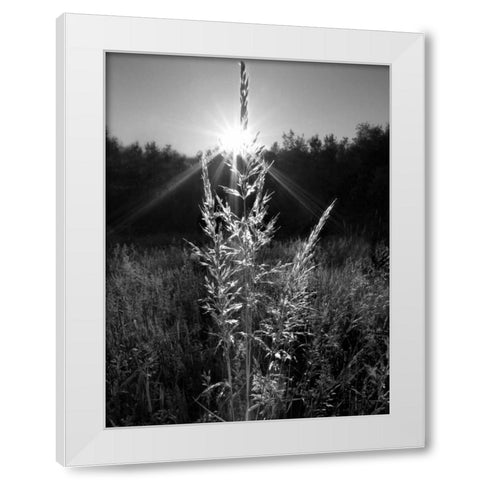 Magical Light White Modern Wood Framed Art Print by Henson, Martin