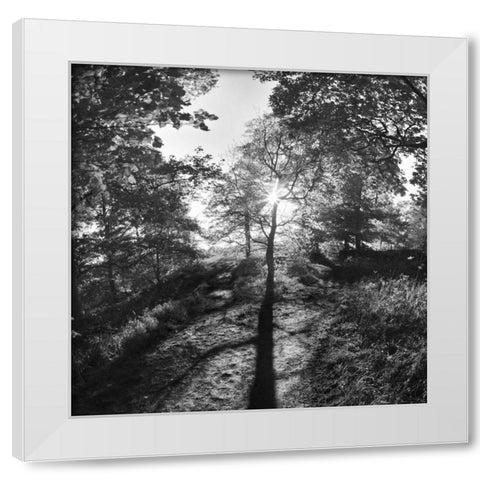 Woodland Tones I White Modern Wood Framed Art Print by Henson, Martin