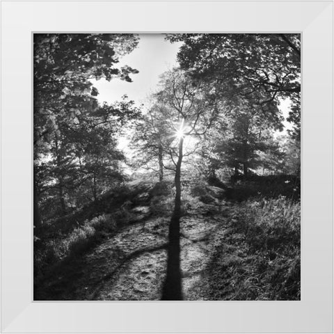 Woodland Tones I White Modern Wood Framed Art Print by Henson, Martin