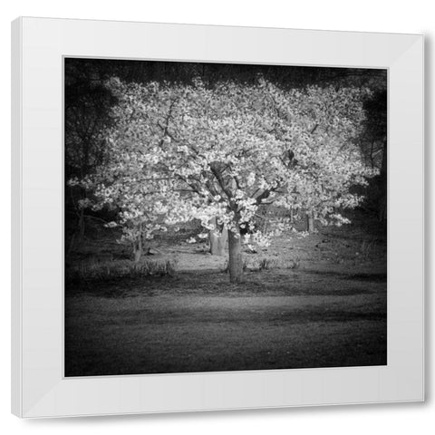 Woodland Tones II White Modern Wood Framed Art Print by Henson, Martin