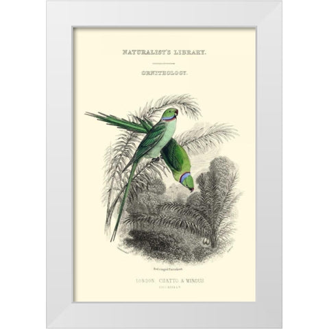 The Naturalists Library I White Modern Wood Framed Art Print by Lizars, W.H.