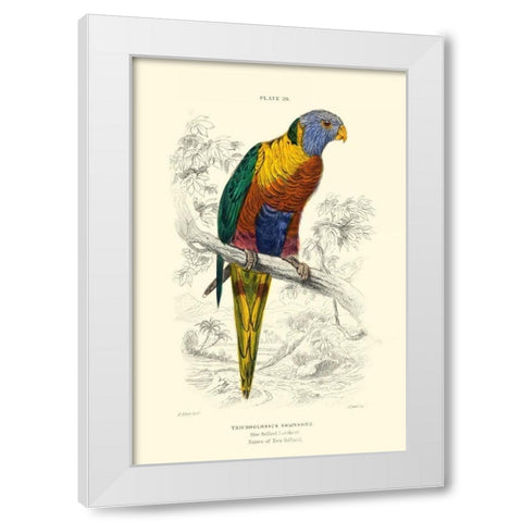 The Naturalists Library III White Modern Wood Framed Art Print by Lizars, W.H.