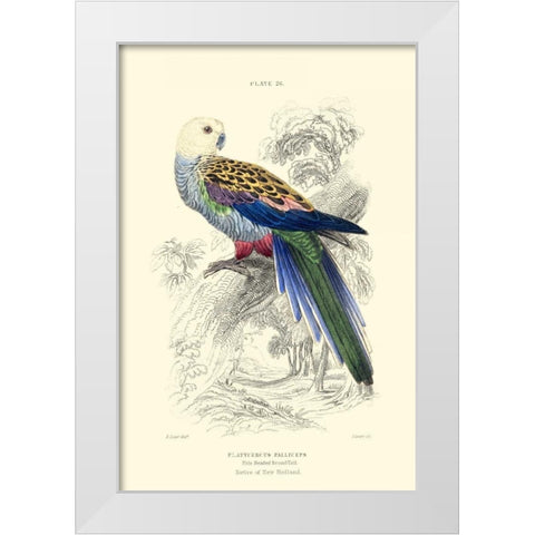 The Naturalists Library IV White Modern Wood Framed Art Print by Lizars, W.H.