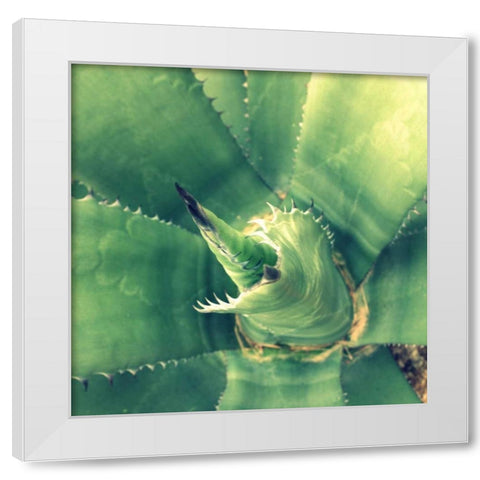 Succulent II White Modern Wood Framed Art Print by Bell, Lillian