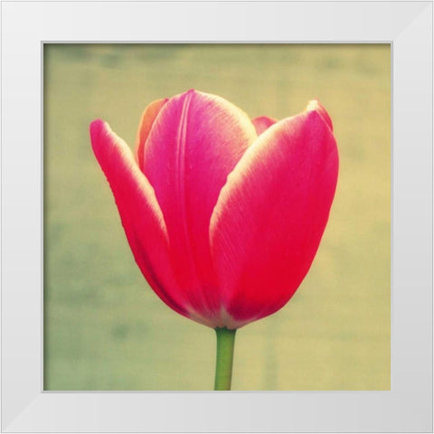 Tulip in Fuchsia I White Modern Wood Framed Art Print by Bell, Lillian