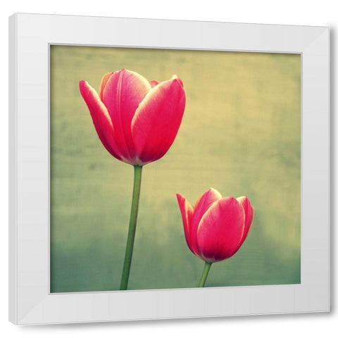 Tulip in Fuchsia II White Modern Wood Framed Art Print by Bell, Lillian