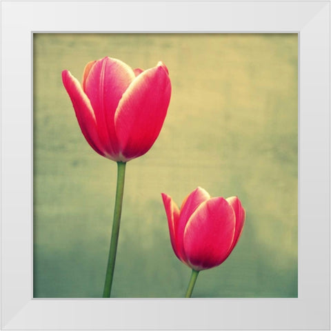 Tulip in Fuchsia II White Modern Wood Framed Art Print by Bell, Lillian