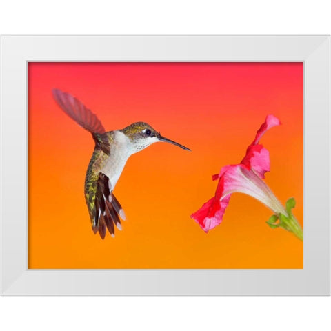 The Flower Dance I White Modern Wood Framed Art Print by Robertson, Leda