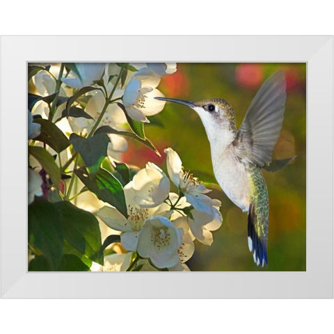 The Flower Dance II White Modern Wood Framed Art Print by Robertson, Leda