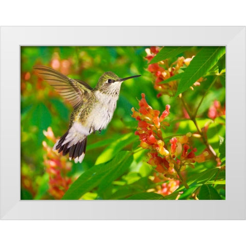 The Flower Dance VII White Modern Wood Framed Art Print by Robertson, Leda