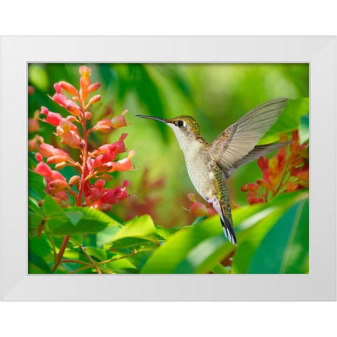 The Flower Dance VIII White Modern Wood Framed Art Print by Robertson, Leda