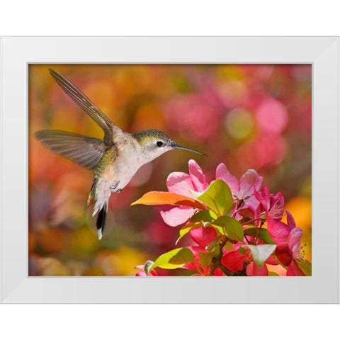 The Flower Dance IX White Modern Wood Framed Art Print by Robertson, Leda