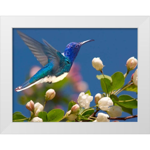 The Flower Dance XIV White Modern Wood Framed Art Print by Robertson, Leda