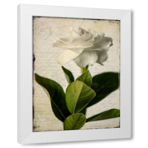 Gardenia Grunge I White Modern Wood Framed Art Print by Malek, Honey