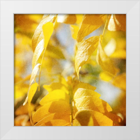 Autumn Photography V White Modern Wood Framed Art Print by Coomes, Sylvia