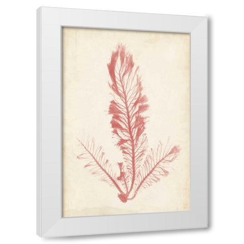 Coral Sea Feather I White Modern Wood Framed Art Print by Bradbury, Henry