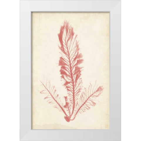 Coral Sea Feather I White Modern Wood Framed Art Print by Bradbury, Henry