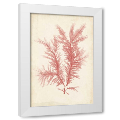 Coral Sea Feather II White Modern Wood Framed Art Print by Bradbury, Henry