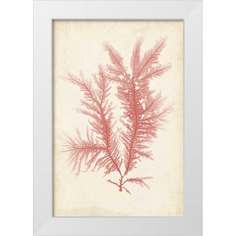 Coral Sea Feather II White Modern Wood Framed Art Print by Bradbury, Henry