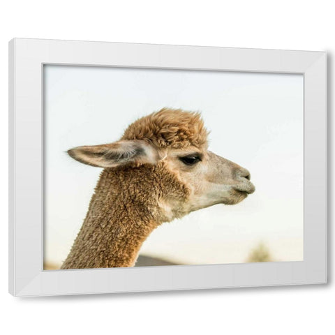 Alpaca Portrait I White Modern Wood Framed Art Print by Stockton, Tyler