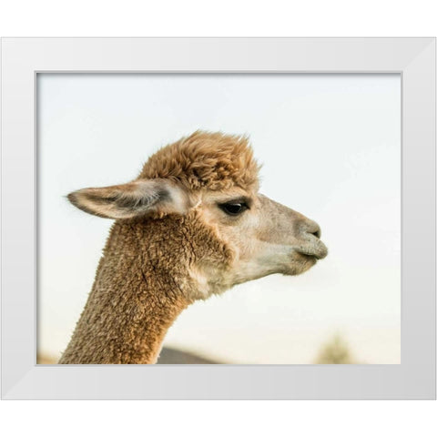 Alpaca Portrait I White Modern Wood Framed Art Print by Stockton, Tyler