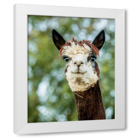 Alpaca Portrait II White Modern Wood Framed Art Print by Stockton, Tyler