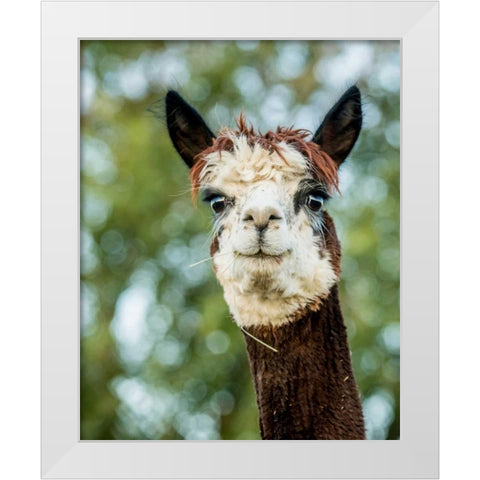 Alpaca Portrait II White Modern Wood Framed Art Print by Stockton, Tyler