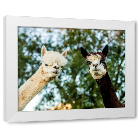 Alpaca Portrait III White Modern Wood Framed Art Print by Stockton, Tyler